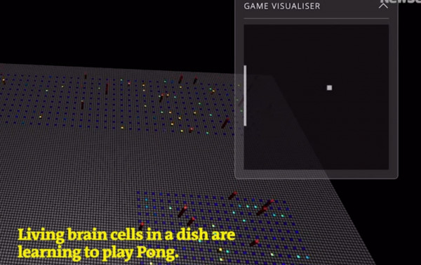 Εγκέφαλος – Μάζα ανθρώπινων εγκεφαλικών κυττάρων διδάχθηκε να παίζει Pong