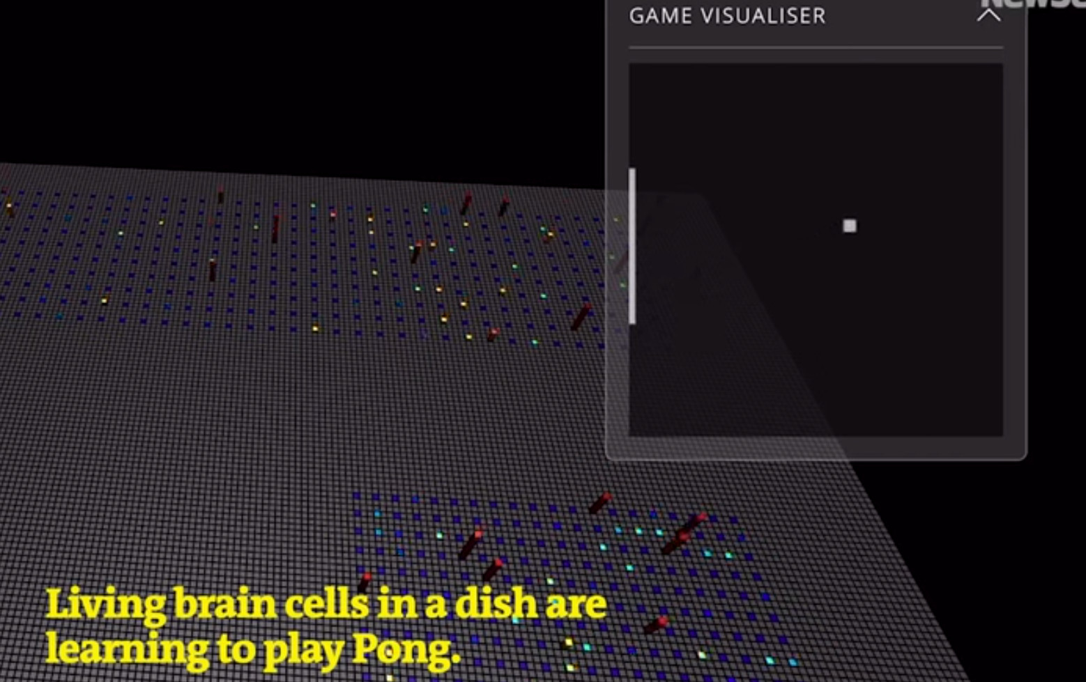 Εγκέφαλος - Μάζα ανθρώπινων εγκεφαλικών κυττάρων διδάχθηκε να παίζει Pong