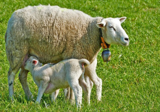 Γενετικοί πόροι – Εγκρίθηκε πίστωση 1,5 εκατ. ευρώ