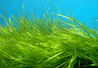 Θεσσαλονίκη – Μέτρα προστασίας για το υποβρύχιο λιβάδι ποσειδωνίας στην Επανομή