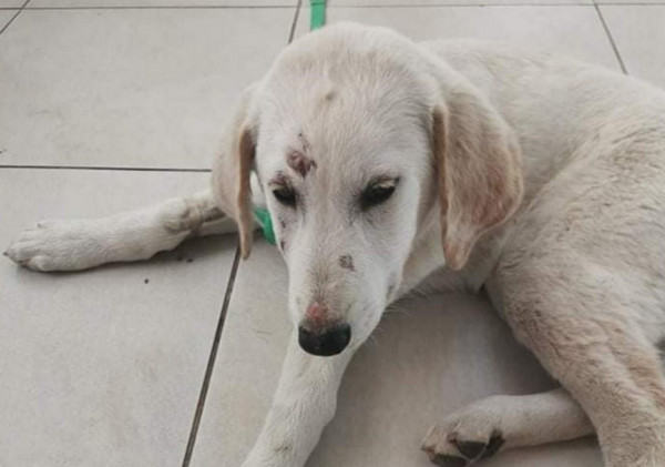 Άρτα – Ζευγάρι συνελήφθη μετά από κακοποίηση σκύλου