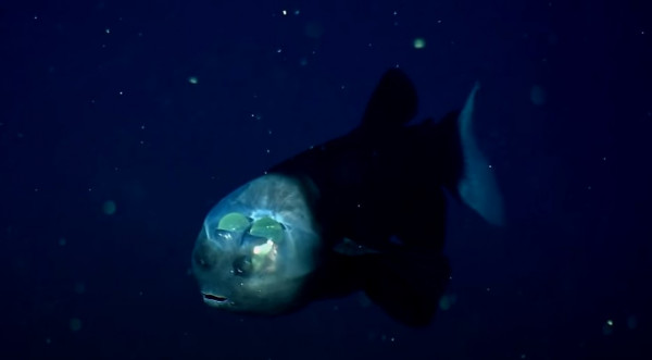 Ψάρι – Σπάνιο είδος με διάφανο κεφάλι εντυπωσιάζει τους επιστήμονες