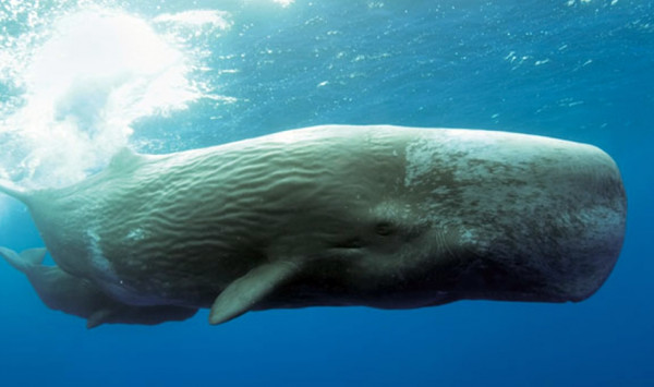 Υδρογονάνθρακες – Οι σεισμικές έρευνες έξω από την Κρήτη απειλούν δελφίνια και φάλαινες, λέει η Greenpeace