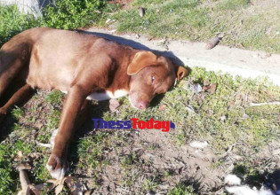 Τυφλή σκυλίτσα «το ‘σκασε» από χώρο φιλοξενίας και επέστρεψε σε αυτόν που την είχε περιθάλψει