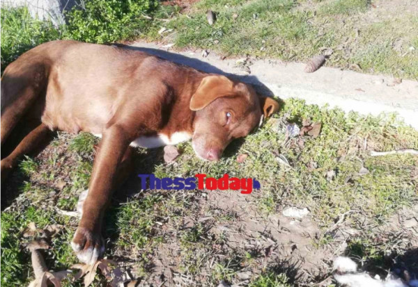 Τυφλή σκυλίτσα «το ‘σκασε» από χώρο φιλοξενίας και επέστρεψε σε αυτόν που την είχε περιθάλψει