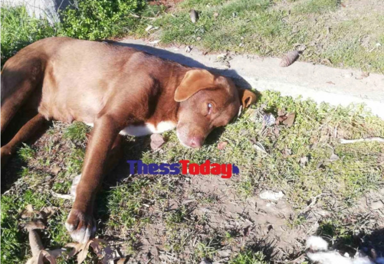 Τυφλή σκυλίτσα «το ‘σκασε» από χώρο φιλοξενίας και επέστρεψε σε αυτόν που την είχε περιθάλψει