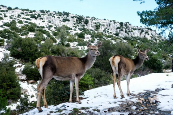 Πάρνηθα – Μαγευτικές εικόνες από το χιονισμένο βουνό – Ελάφια τρέχουν στο λευκό τοπίο
