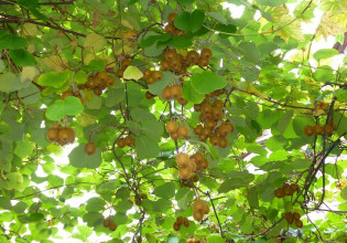 Ακτινιδιά – Πώς γίνεται το σωστό χειμερινό κλάδεμα – Όλα όσα πρέπει να γνωρίζετε