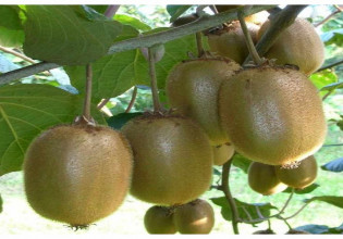 Ακτινιδιά – Ποιες είναι οι ορθές πρακτικές δενδροκομικής υγιεινής σε οπωρώνες