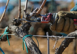 Αμπέλι – Χειμερινό κλάδεμα – Πότε και πώς γίνεται