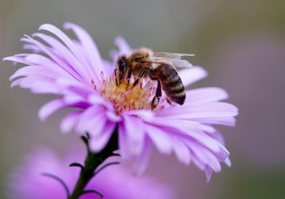 Που οφείλεται η μείωση του πληθυσμού των μελισσών και των άλλων επικονιαστών;    