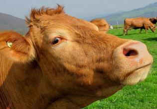 Κρέας – Στροφή σε καινοτόμες τεχνολογίες με αλλαγές στις γεωργικές πρακτικές