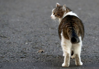 Σύρος – Κτηνωδία στην Ερμούπολη – Δηλητηρίασαν 22 γάτες με φόλες