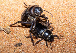 Ταπεινό σκαθάρι της Ασίας αποδεικνύεται μάστορας του στοματικού σεξ
