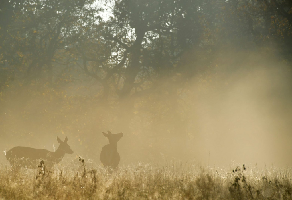 Κοροναϊός – Ελάφια στις ΗΠΑ κόλλησαν κοροναϊό