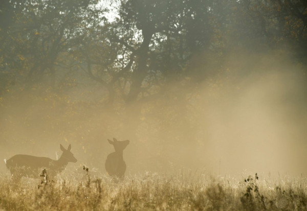 Κοροναϊός – Ελάφια στις ΗΠΑ κόλλησαν κοροναϊό
