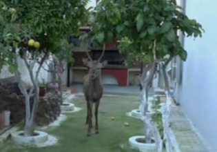 Μενίδι – Ελάφι εγκλωβίστηκε σε αυλή σπιτιού