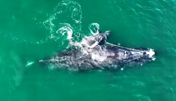 Έγκυος φάλαινα δεμένη επί μήνες κατάφερε να γεννήσει