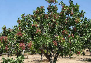 Φιστικιά – Η Βερτισιλλίωση και η αντιμετώπιση – Τι να προσέξουν οι παραγωγοί