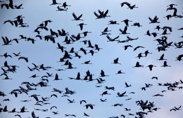 Νεκροί 2.000 γερανοί στο Ισραήλ από την γρίπη των πτηνών