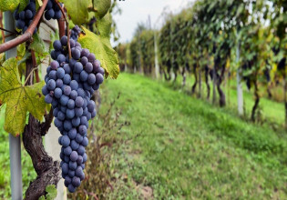 ΟΠΕΚΕΠΕ – Έλεγχοι για την αναδιάρθρωση και μετατροπή αμπελώνων