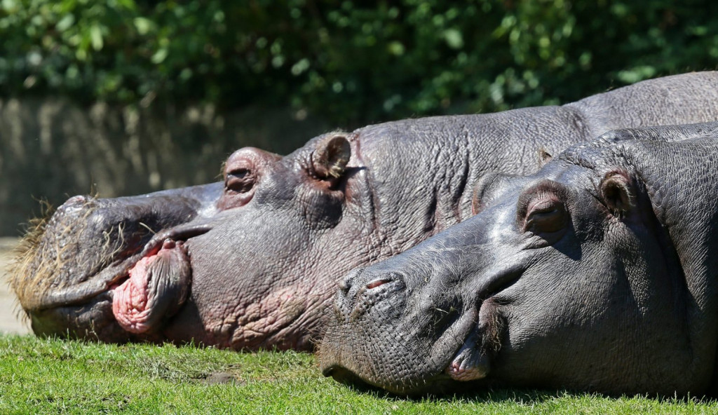 Βέλγιο – Δύο ιπποπόταμοι θετικοί στον κοροναϊό – Είχαν καταρροή