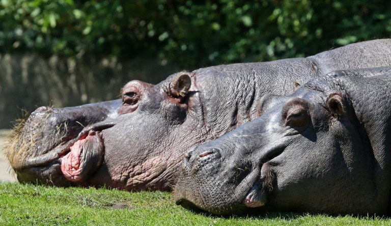 Βέλγιο – Δύο ιπποπόταμοι θετικοί στον κοροναϊό – Είχαν καταρροή
