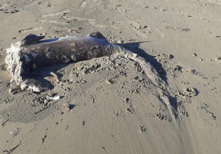 Κρήτη – Καρχαρίας ξεβράστηκε σε παραλία [Εικόνες]