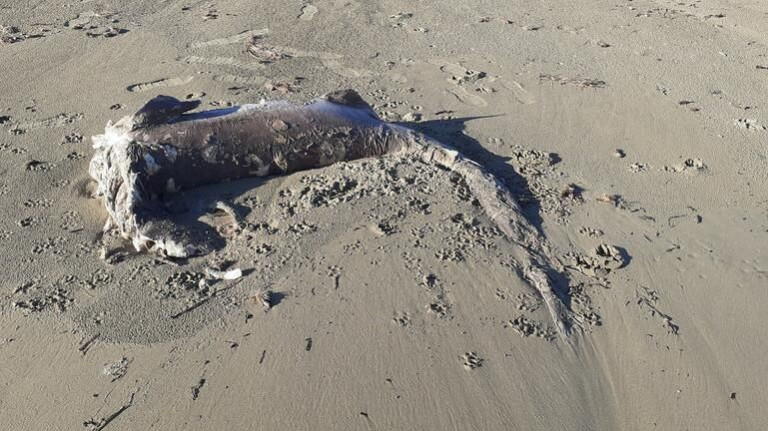 Κρήτη – Καρχαρίας ξεβράστηκε σε παραλία [Εικόνες]