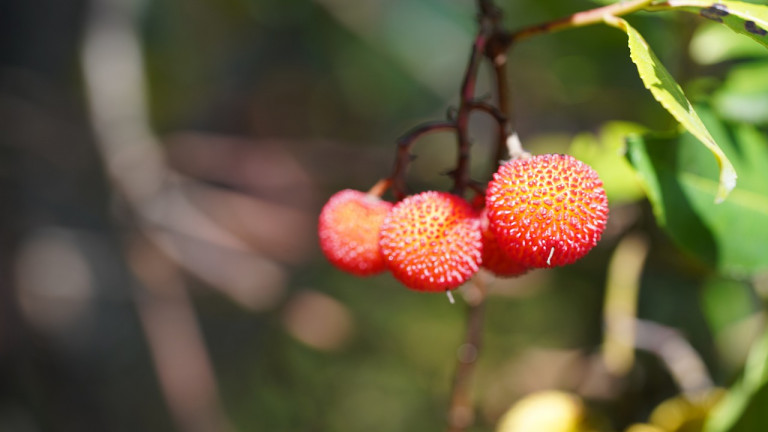 Κούμαρο – Το άγριο φρουτο με τα ιδιαίτερα χαρακτηριστικά 