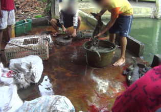 Σοκαριστική καταγγελία από φιλοζωική οργάνωση – Louis Vuitton και Gucci γδέρνουν και αποκεφαλίζουν ζωντανά ερπετά – Σκληρές εικόνες