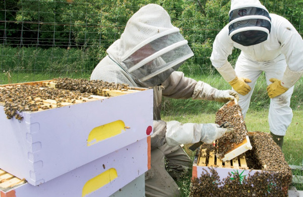 Τα οικονομικά μέτρα στήριξης των μελισσοκόμων
