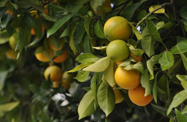 Πορτοκάλια – Σε καθεστώς συνδεδεμένης ενίσχυσης και στη νέα ΚΑΠ