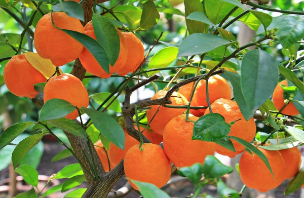 Πορτοκαλιά – Οδηγός καλλιέργειας