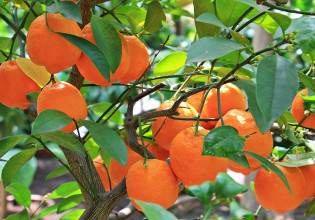 Πορτοκάλια –  «Να παραμείνουν σε καθεστώς συνδεδεμένης ενίσχυσης»