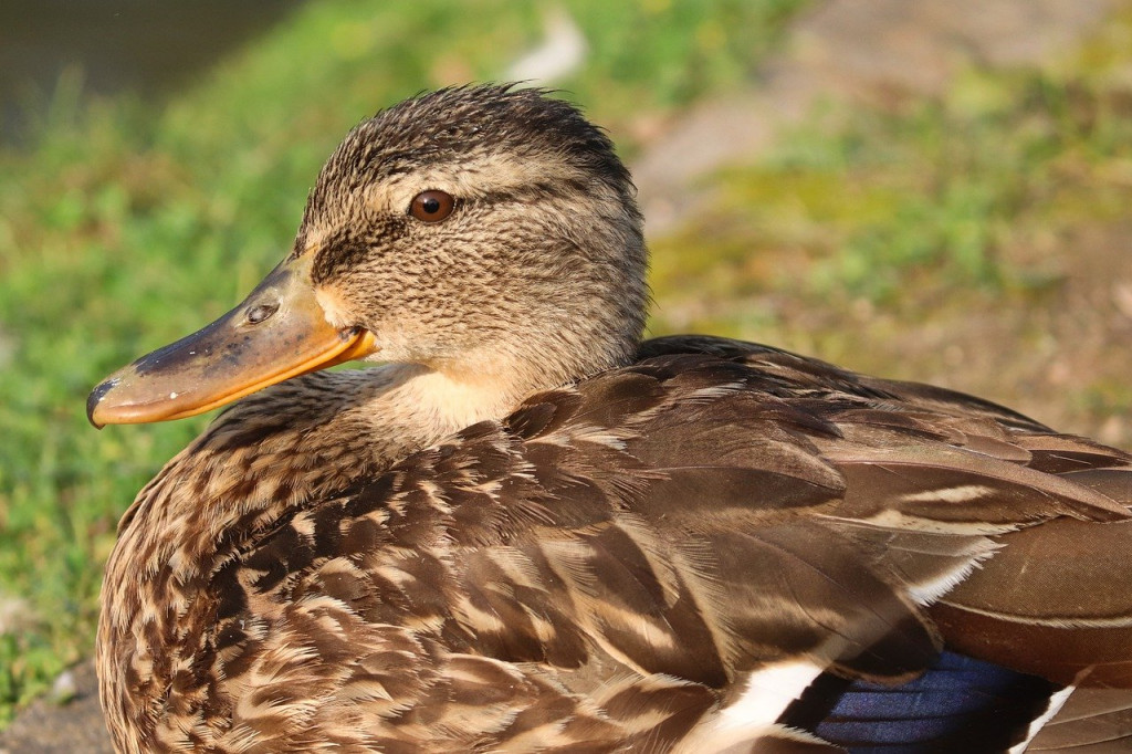 Γρίπη των πτηνών – Ξέσπασμα κρουσμάτων σε πτηνοτροφείο πάπιας της Γαλλίας
