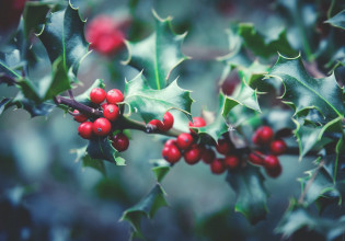 Κοροναϊός – Βρετανία – «Μην φιληθείτε κάτω από το γκι» λέει υπουργός