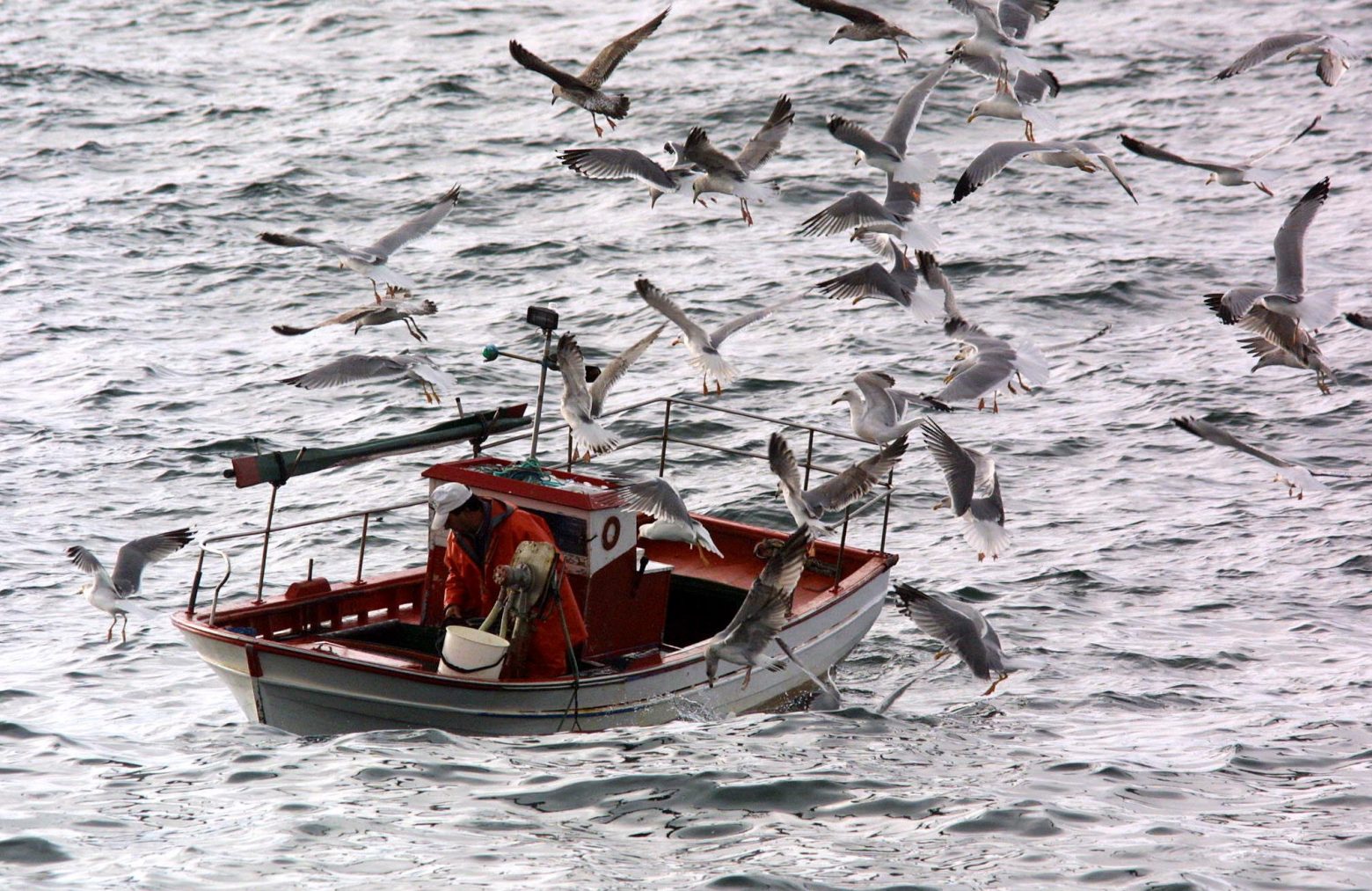Μεσόγειος - Καταγράφεται ανησυχητική μείωση των πληθυσμών υδρόβιων πουλιών