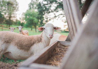 Αιγοπρόβατα – Διορθώσεις σφαλμάτων για την χορήγηση συνδεδεμένης ενίσχυσης