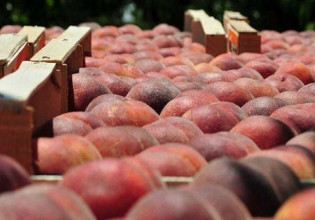 Συμπύρηνο – Οι τιμές παραγωγού που προτείνουν οι μεταποιητές – Που θα κυμανθούν