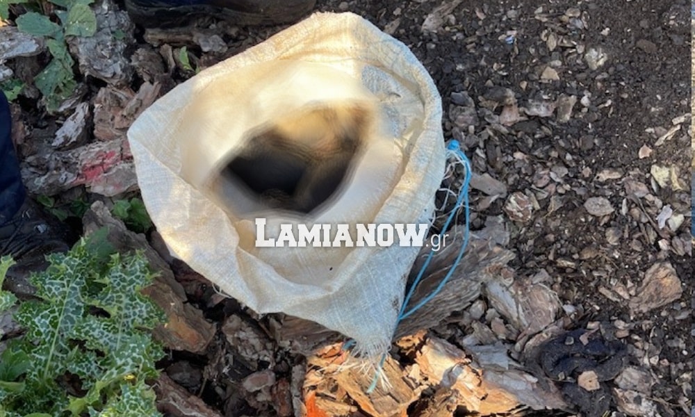Πέταξαν σκυλίτσα και έξι κουτάβια σε τσουβάλι σε ποτάμι – Νεκρά τα σκυλάκια (Βίντεο)