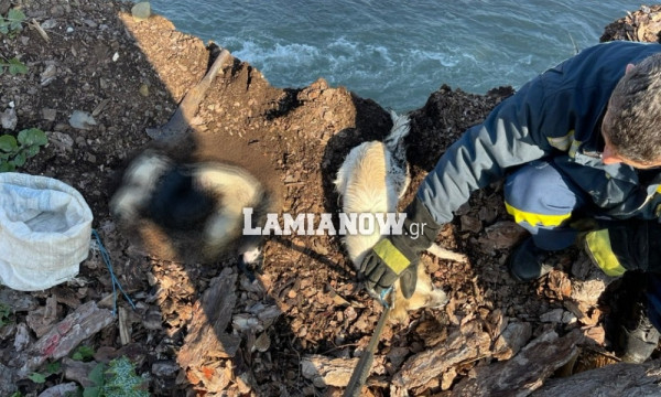 Φθιώτιδα – Πέταξαν σκυλίτσα και έξι κουτάβια σε τσουβάλι σε ποτάμι – Νεκρά τα σκυλάκια