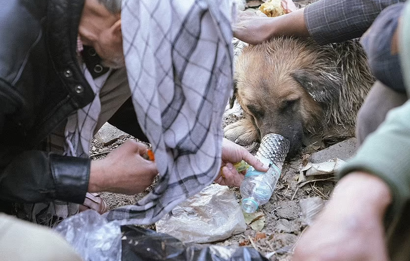 Αφγανιστάν - Άστεγοι δίνουν ηρωίνη σε σκύλους για να τους κρατούν ζεστούς