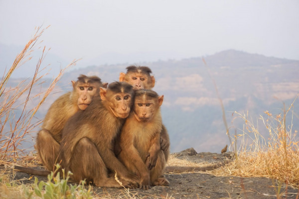 Ινδία – Συνελήφθησαν… μαϊμούδες για τις δολοφονίες εκατοντάδων σκύλων – Πρόκειται για έγκλημα εκδίκησης;