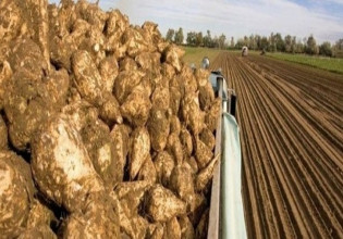 Ζαχαρότευτλα – Πώς θα διεξαχθούν οι έλεγχοι για την χορήγηση συνδεδεμένης ενίσχυσης