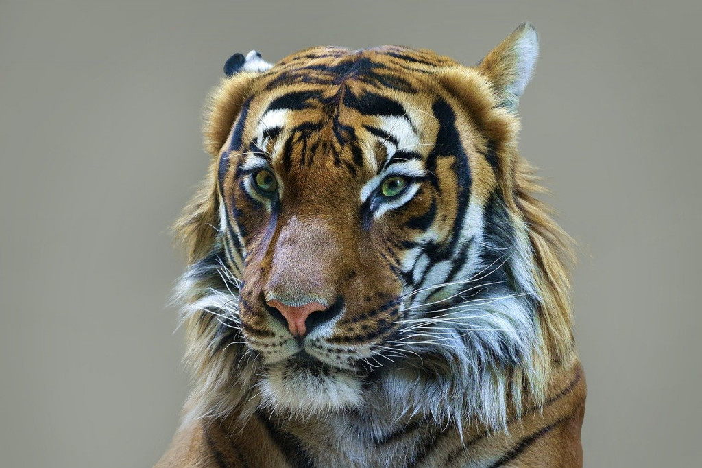 Χιλιάδες τίγρεις καταλήγουν σε χύτρες ταχύτητες για την παραγωγή παράνομων θεραπειών