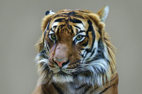 Χιλιάδες τίγρεις καταλήγουν σε χύτρες ταχύτητες για την παραγωγή παράνομων θεραπειών