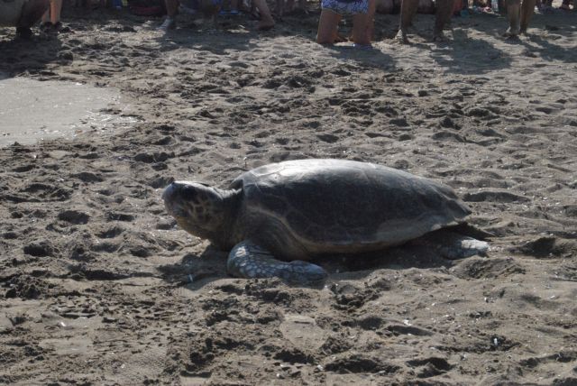 Θεσσαλονίκη – Χελώνα καρέτα καρέτα εντοπίστηκε νεκρή σε παραλία της Επανομής