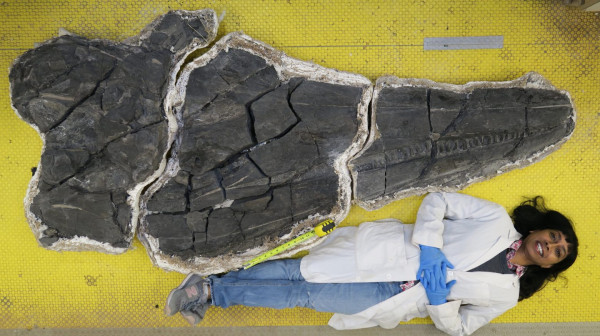 ΗΠΑ – Ανακαλύφθηκε το κρανίο του πρώτου γιγάντιου ζώου της Γης –  Είναι ενός ιχθυόσαυρου που ζούσε πριν 250 εκατ. χρόνια