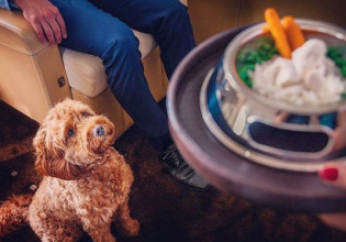 Χονγκ Κονγκ – Ιδιωτικά τζετ μόνο για κατοικίδια